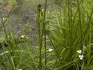 Alisma plantago aquatica