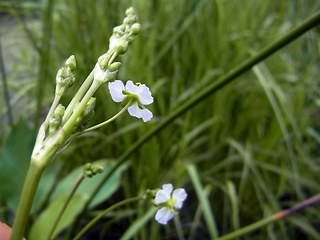 Alisma plantago aquatica