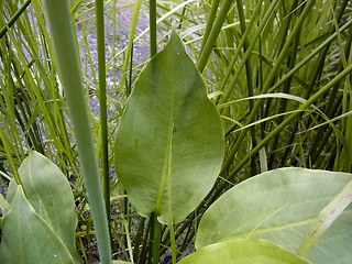 Alisma plantago aquatica
