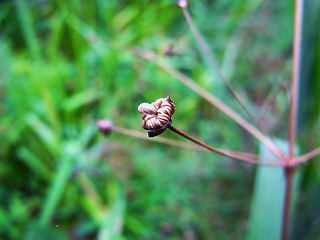 Alisma plantago aquatica