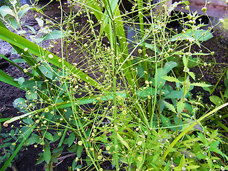 Alisma plantago aquatica