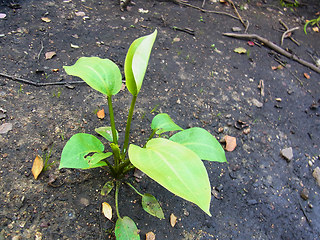 Alisma plantago aquatica