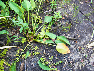 Alisma plantago aquatica