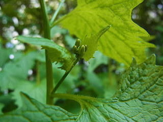 Alliaria petiolata