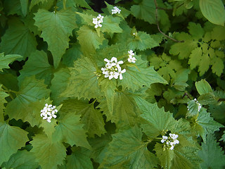 Alliaria petiolata