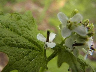 Alliaria petiolata