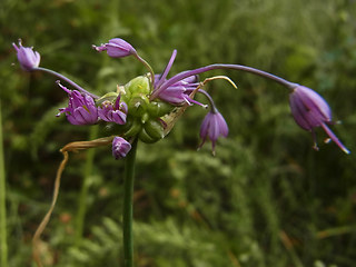 Allium carinatum