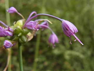 Allium carinatum