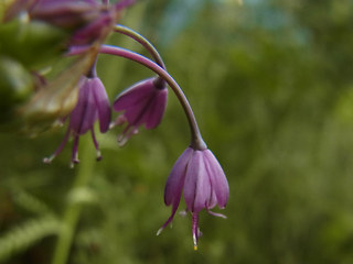 Allium carinatum