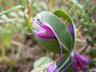 Allium carinatum