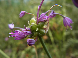 Allium carinatum