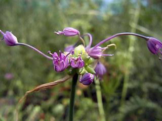 Allium carinatum