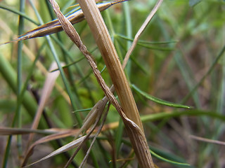 Allium carinatum