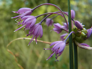 Allium carinatum