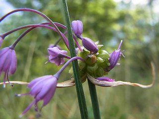 Allium carinatum