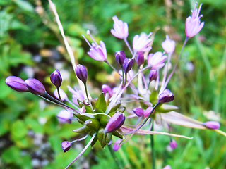 Allium carinatum