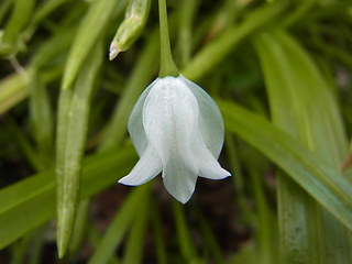 Allium paradoxum