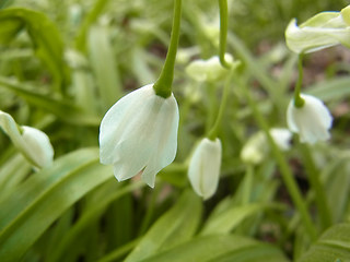 Allium paradoxum