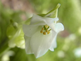Allium paradoxum