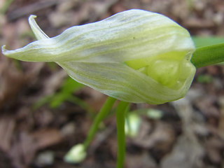 Allium paradoxum