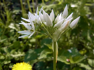 Allium ursinum