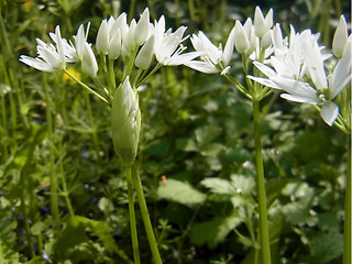 Allium ursinum