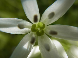 Allium ursinum