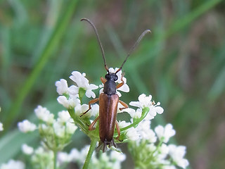 Alosterna tabacicolor