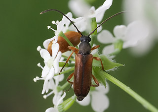 Alosterna tabacicolor