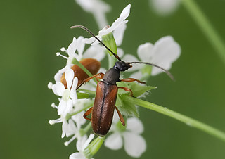Alosterna tabacicolor