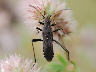 Alydus calcaratus