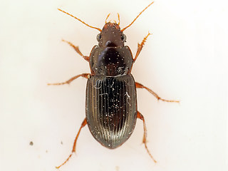 Amara apricaria