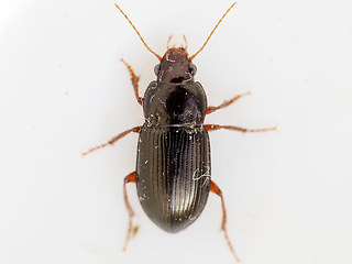 Amara apricaria