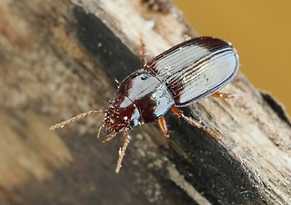 Amara apricaria