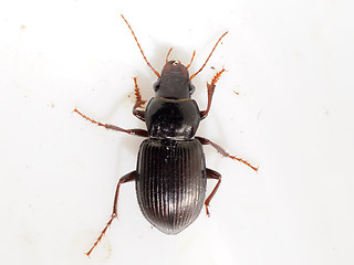 Amara aulica