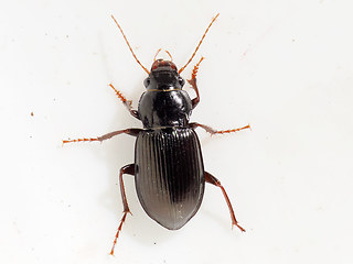 Amara aulica