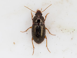 Amara bifrons