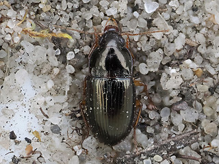 Amara bifrons