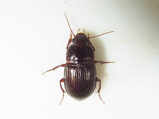Amara consularis