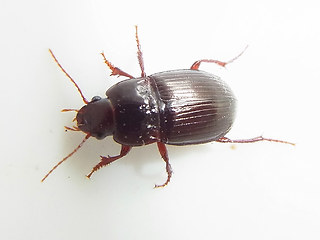 Amara consularis