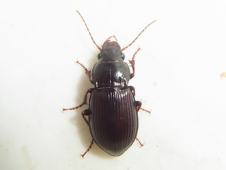 Amara gebleri