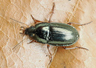 Amara lucida