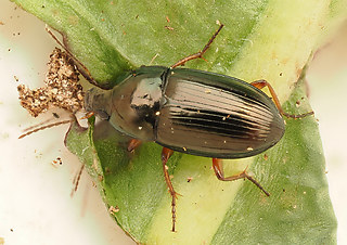 Amara lucida