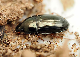 Amara lucida