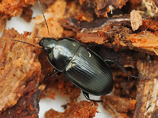 Amara lunicollis