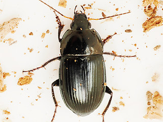 Amara lunicollis