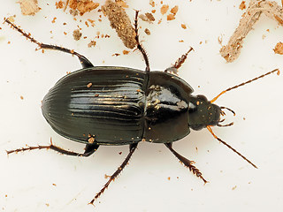 Amara lunicollis