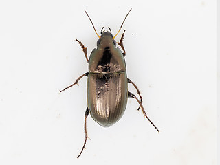 Amara similata