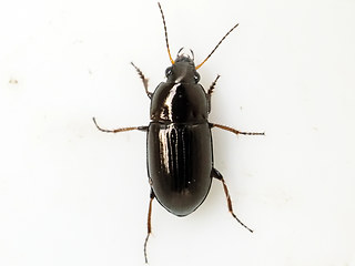 Amara tibialis