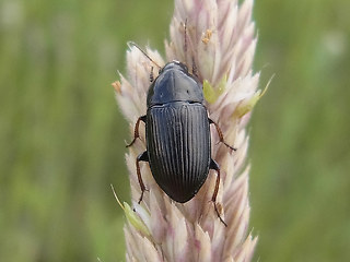 Amara tricuspidata